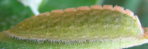 Hypochrysops polycletus rovena - Final Larvae